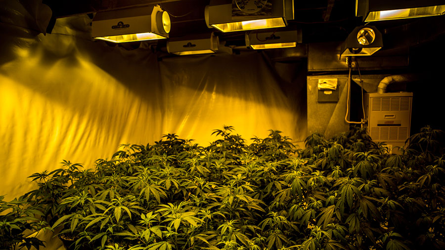 America’s Weed Rush